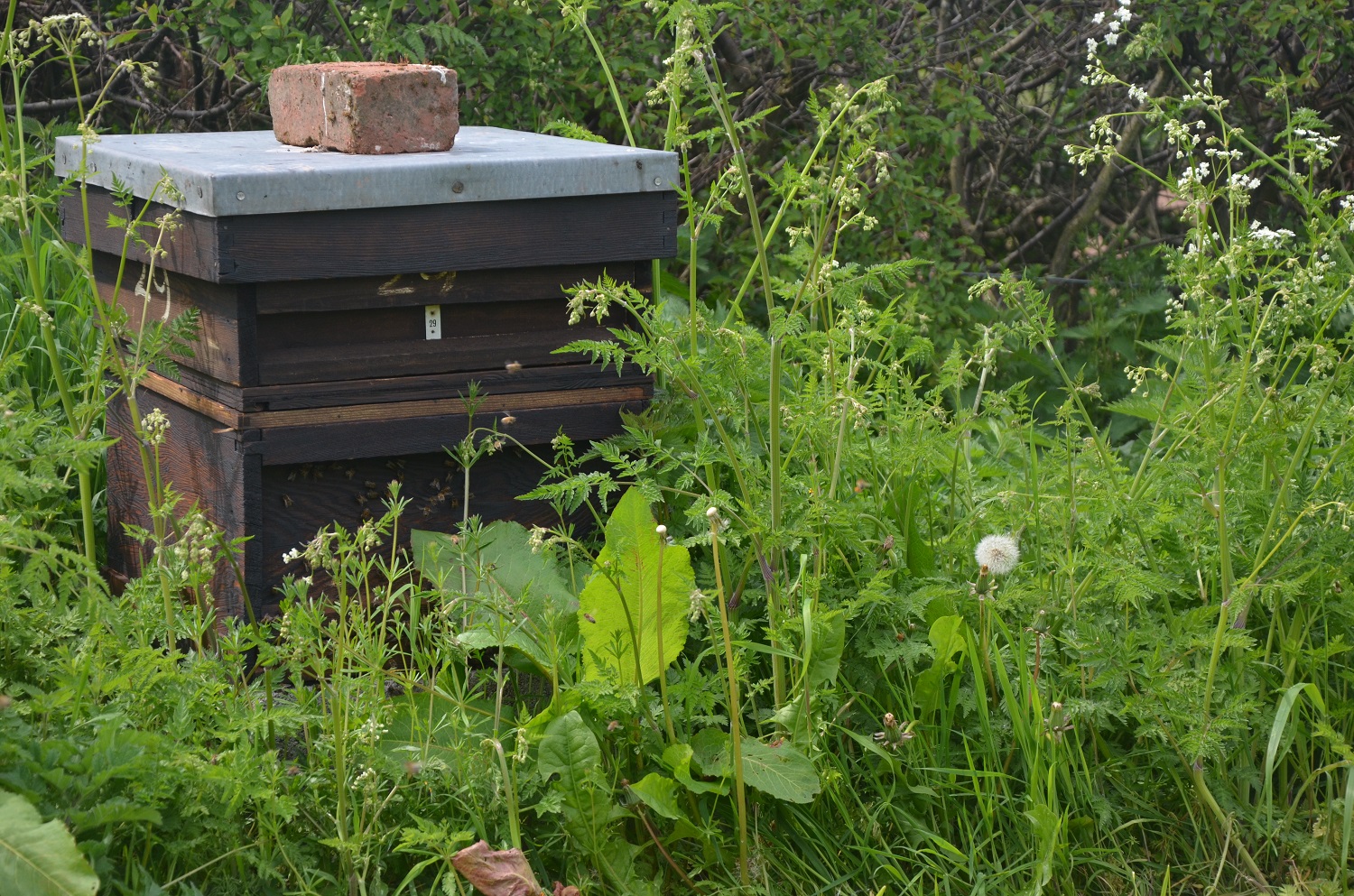 Our honey bees at the beginning of the season - last year it grew to 12 slats high