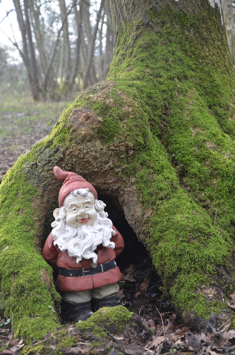The Gnome - who moves for visitors - in one of the woodlands on the farm