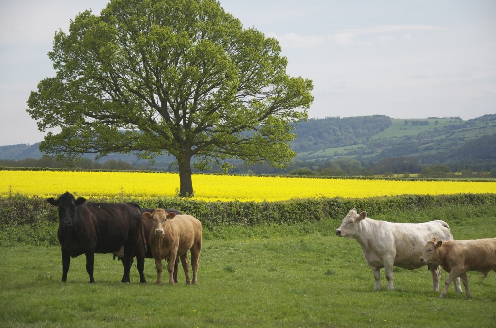 View across Golden Valley in May: Upper Newton Farm