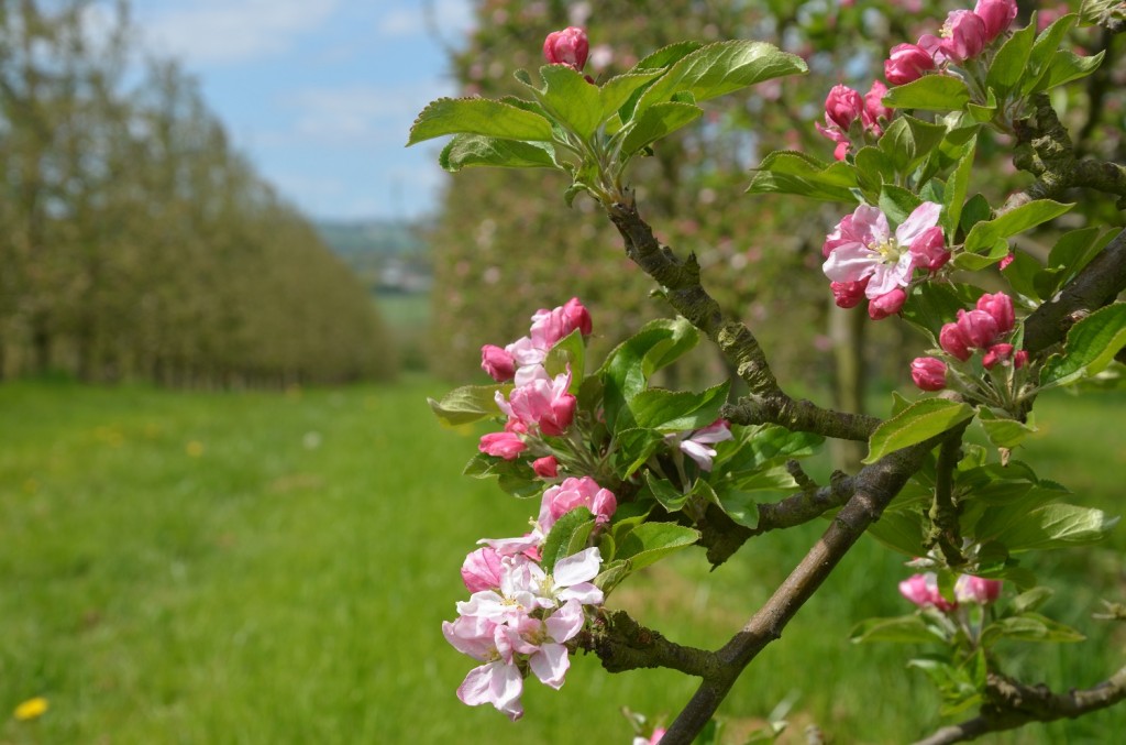 White Hall orchard - blossom time