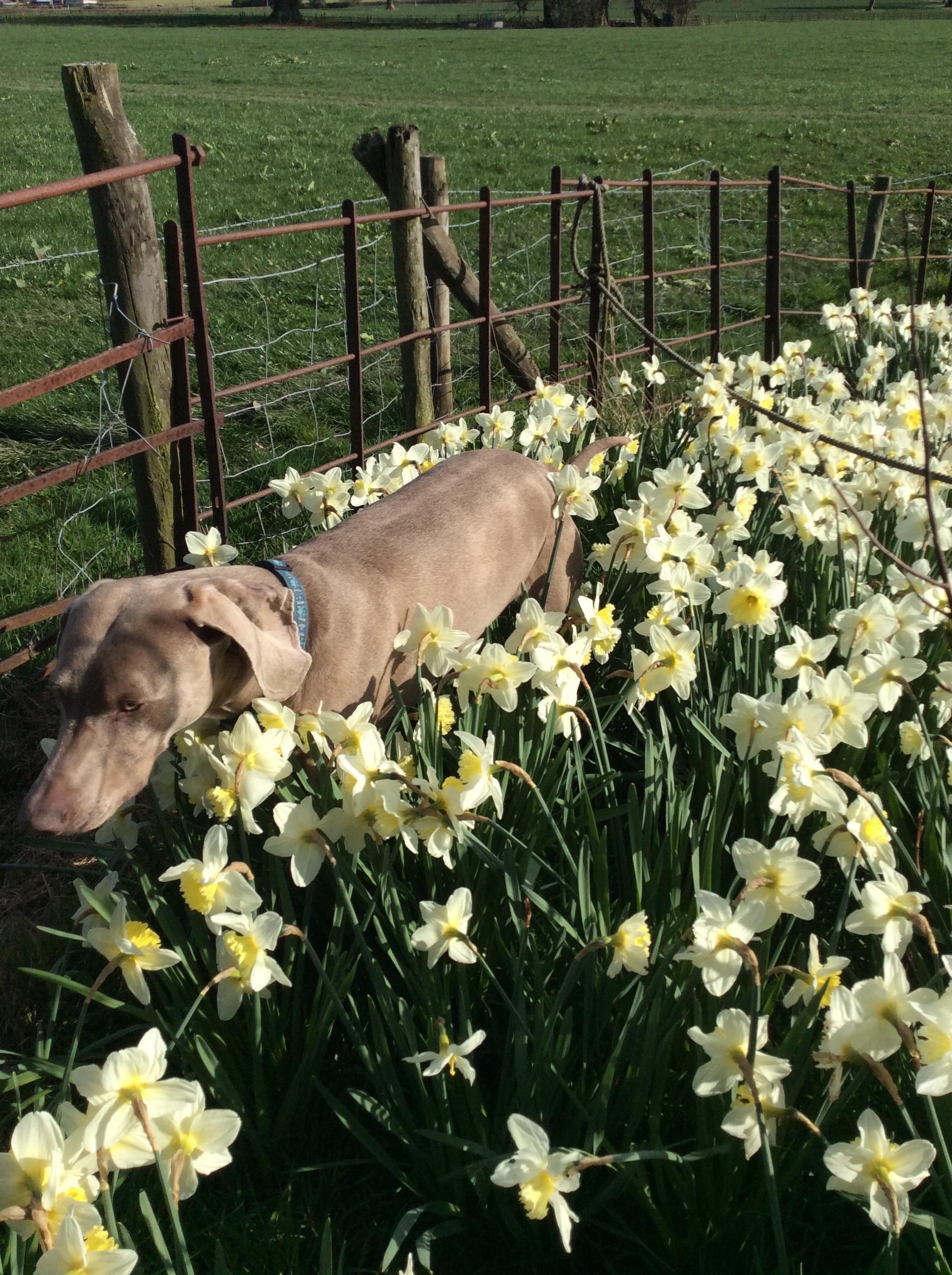 You are currently viewing Our Weimaraner inspecting daffodils